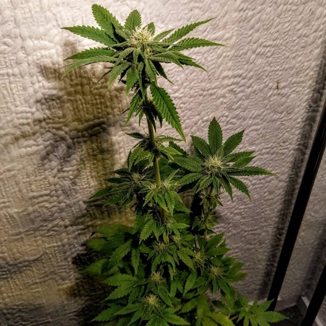 Holy Smoke Seeds Mint Chocolate Bananas feminizovaná semena