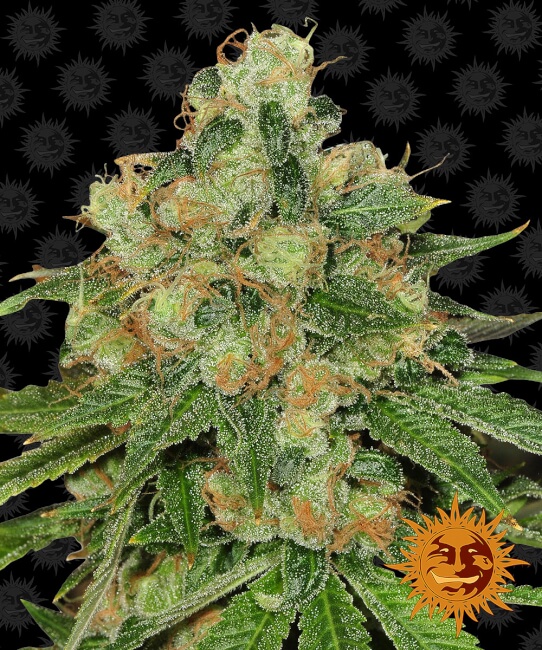 Barney's Farm Caramel CBD regulérní semena