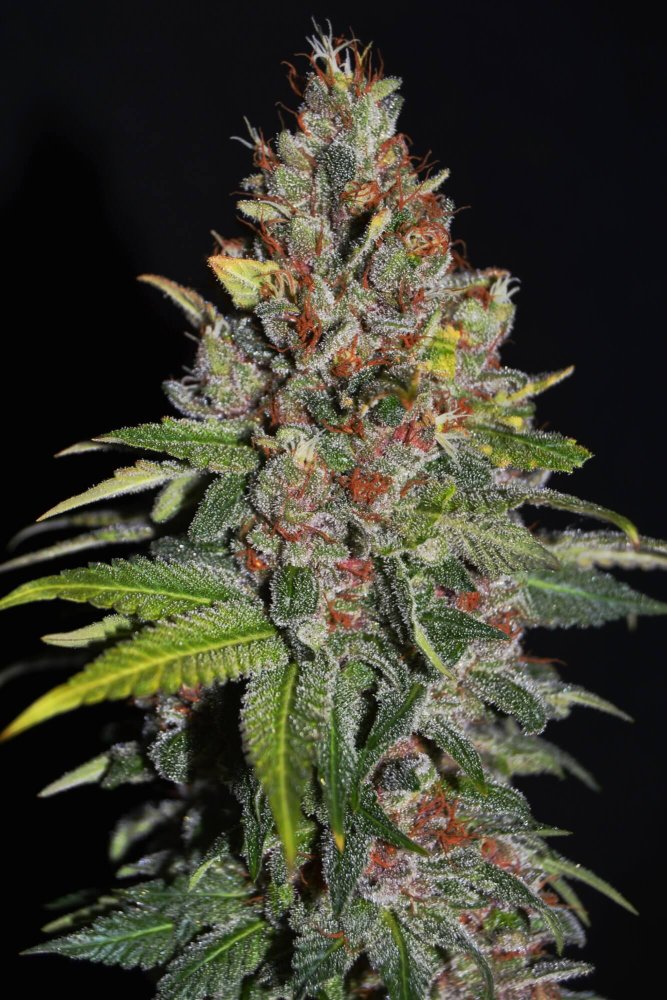 G13 Labs Tropical Punch feminizovaná semena
