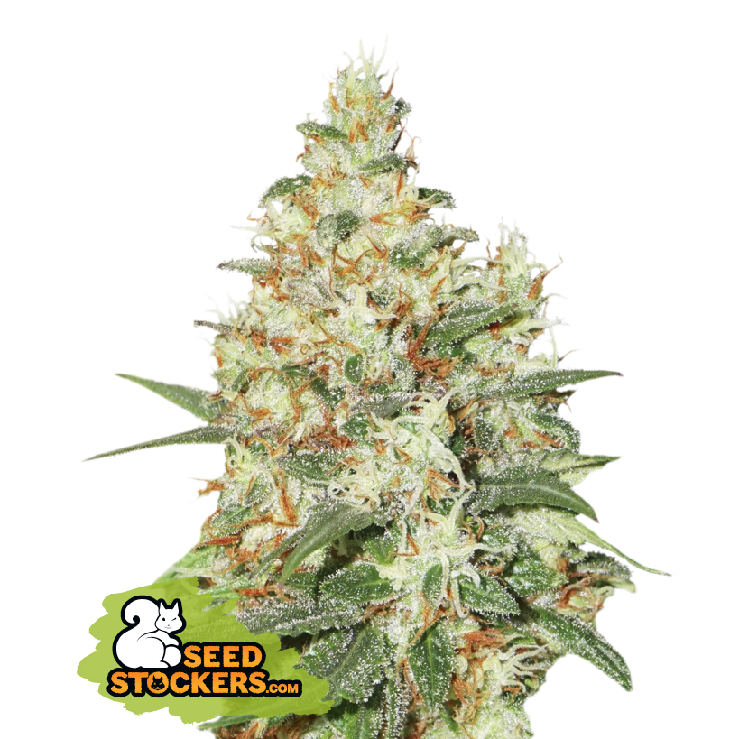 Seedstockers O.G. Kush Auto samonakvétací semena