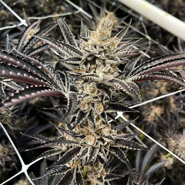 Exotic Genetix Fritter Glitter feminizovaná semena