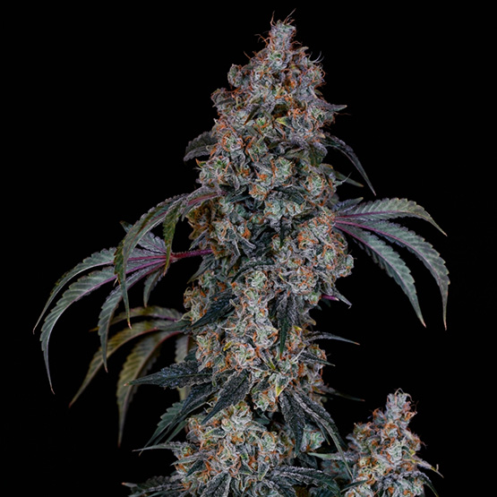 Ethos Genetics Thug Rozé R1 feminizovaná semena