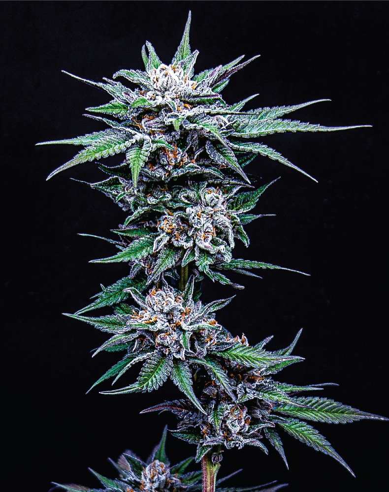 Humboldt Seed Company Blueberry Pancake feminizovaná semena