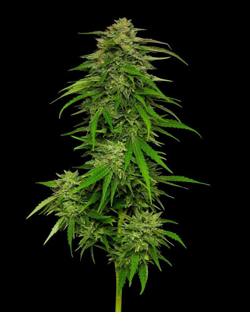 Humboldt Seed Company Mango Sherbet Auto samonakvétací feminizovaná semena