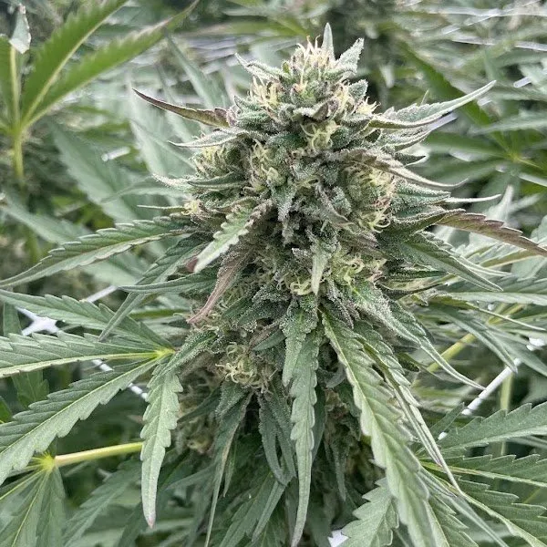 Big Mike's Genetics London Cake Runtz feminizovaná semena, 3 ks