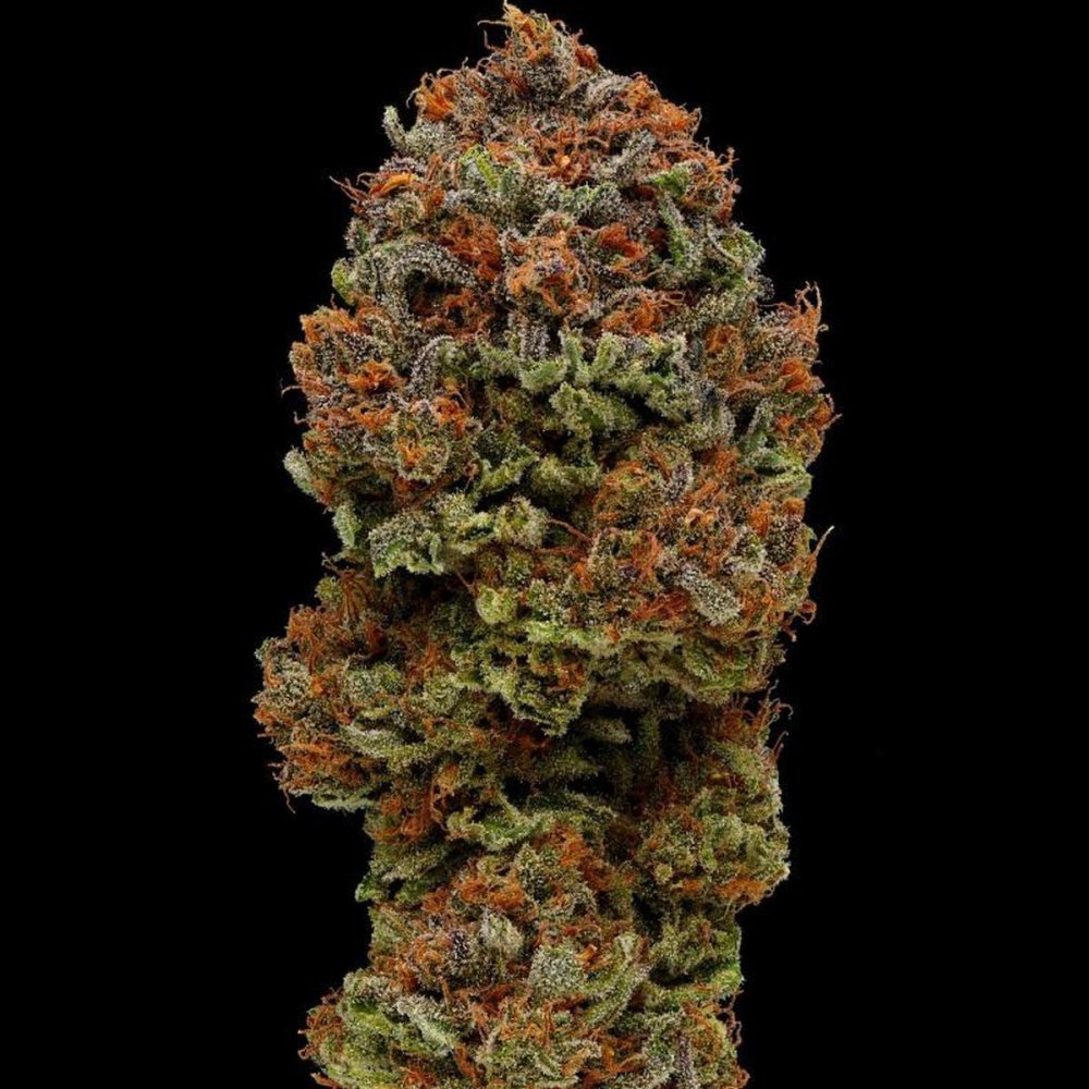 Humboldt Seed Company Blueberry Muffin feminizovaná semena