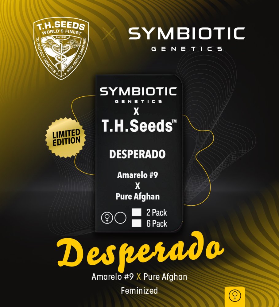 T.H. Seeds Desperado feminizovaná semena