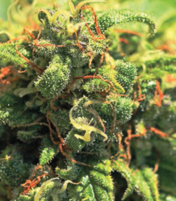 Humboldt Seed Company Pineapple Upside Down Cake feminizovaná semena, 5 ks