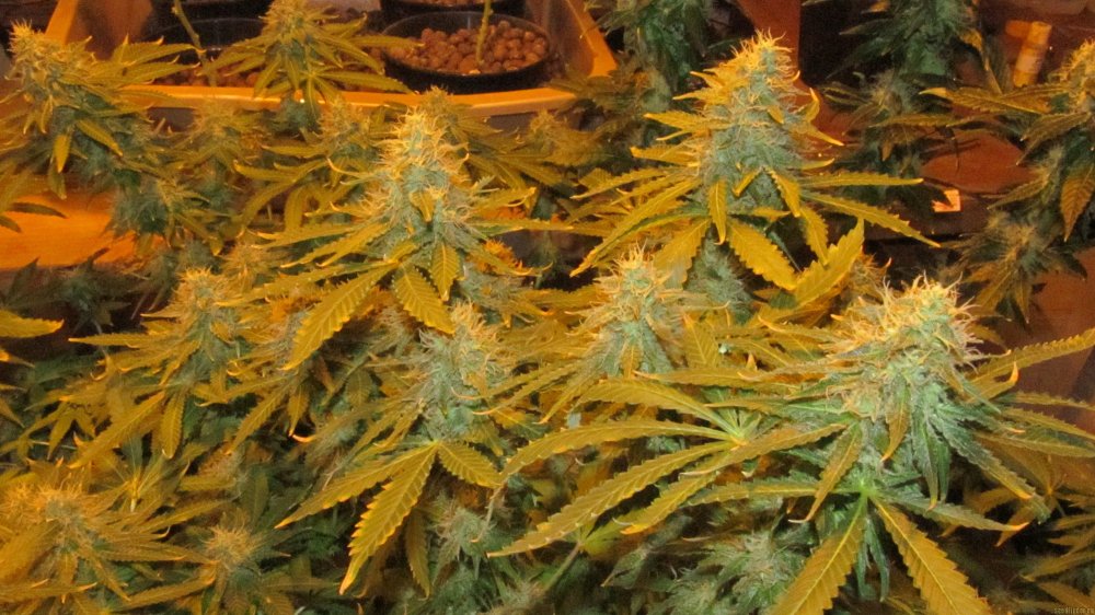 Blueberry Cheese – feminizovaná semínka 10 ks Barney´s Farm