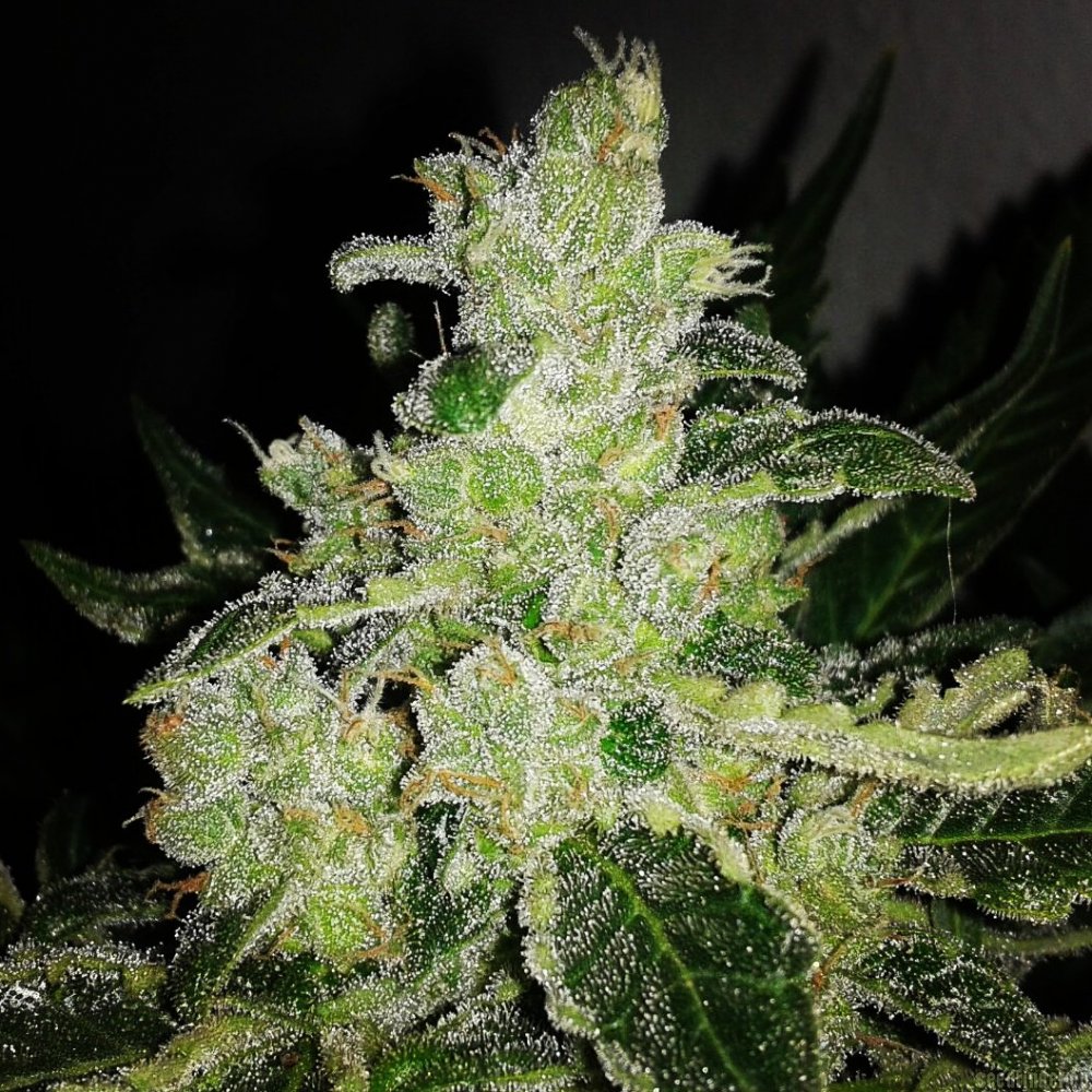 Black Jack Fast Version - feminizovaná semínka 3 ks Sweet Seeds