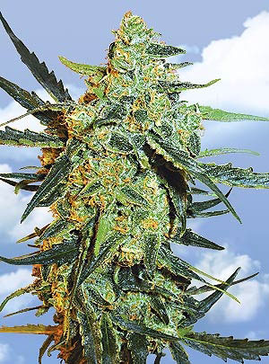 Flying Dutchmen Blueberry Skunk feminizovaná semena