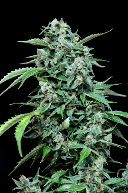 Grass-O-Matic Maxi Haze Auto feminizovaná semena