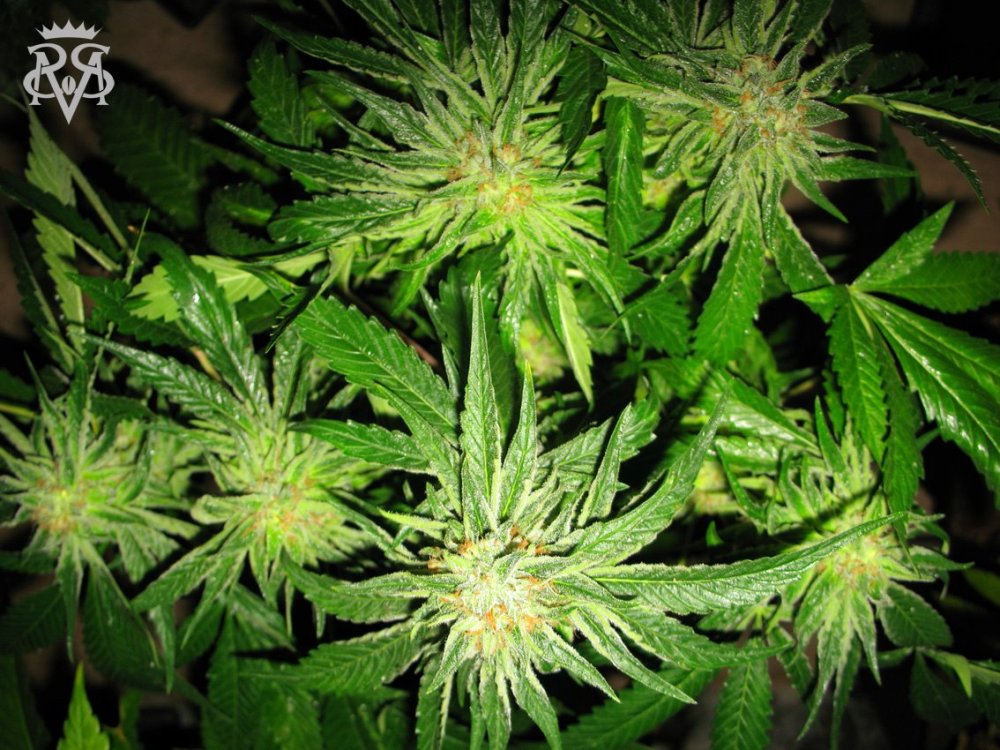 SickMeds Seeds Chupacabra regulérní semena