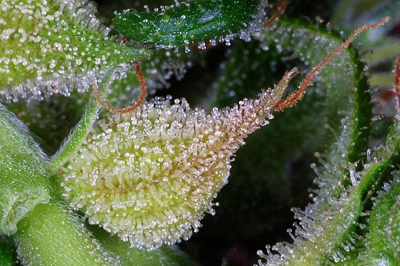 Kaliman Seeds Exocet Haze feminizovaná semena