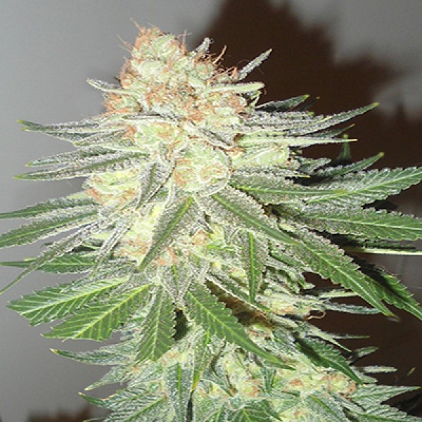 Emerald Triangle Cotton Candy Cane feminizovaná semena