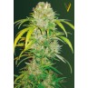 Victory Seeds Big Angel Auto samonakvétací semena