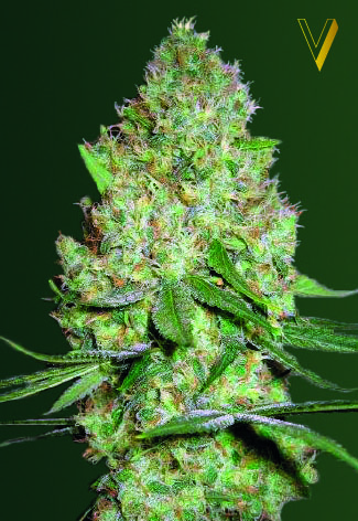 Victory Seeds Chronic Monster XXL feminizovaná semena