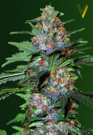 Victory Seeds Caramelino Auto feminizovaná semena
