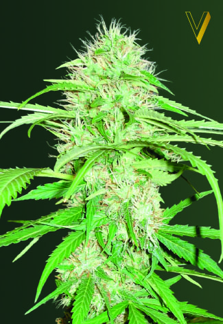 Victory Seeds Super Mazar Auto feminizovaná semena