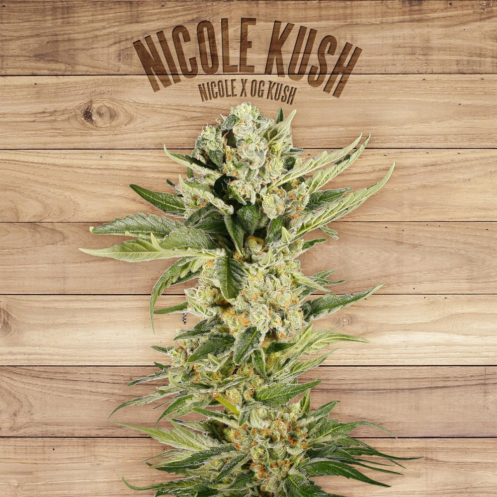 The Plant Organic Seeds Nicole Kush feminizovaná semena
