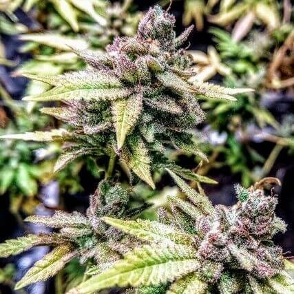 Holy Smoke Seeds Sweet Orange Cookie Sherbs feminizovaná semena
