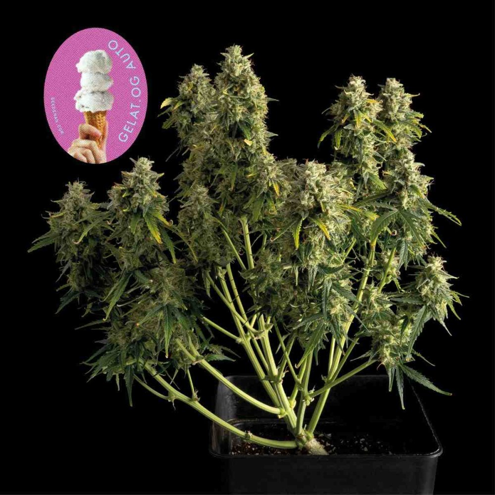 Seedsman Gelat.OG Auto feminizovaná semena