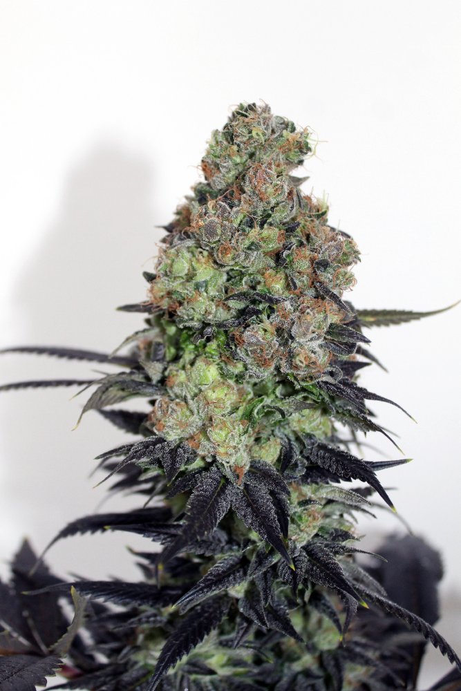 Ripper Seeds Acid Dough feminizovaná semena