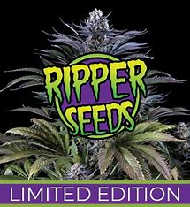 Ripper Seeds Limited 2a feminizovaná semena