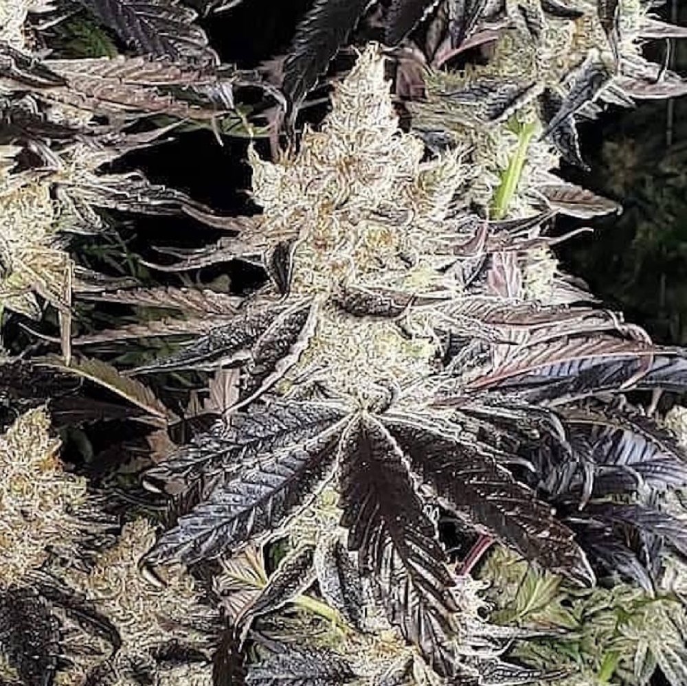 Ethos Genetics Ethos Cookies R2 feminizovaná semena