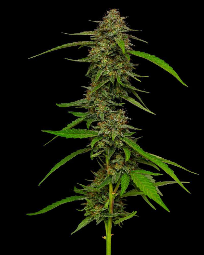Humboldt Seed Company Strawberry Cheesecake Auto samonakvétací feminizovaná semena