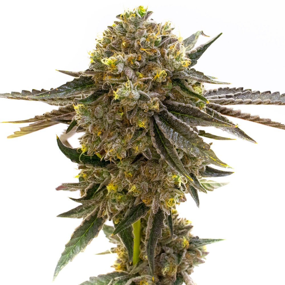 Blimburn Seeds Maracuja feminizovaná semena