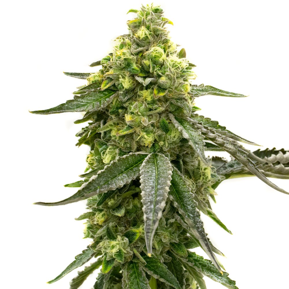 BlimBurn Seeds Taangie feminizovaná semena, 8 ks