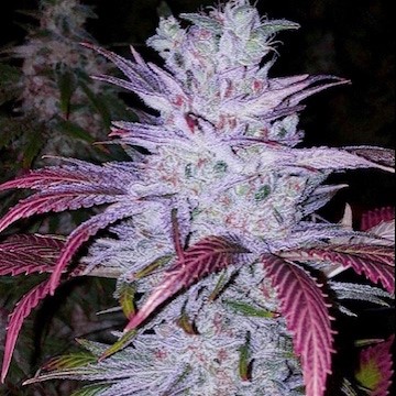 Ethos Genetics Early Lemon Berry Rbx feminizovaná semena