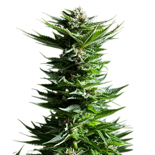 Shining Silver Haze - feminizovaná semínka 5 ks Royal Queen Seeds