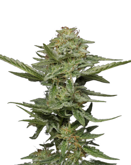 Pistachio - feminizované semena marihuany 5 ks Humboldt Seed Company