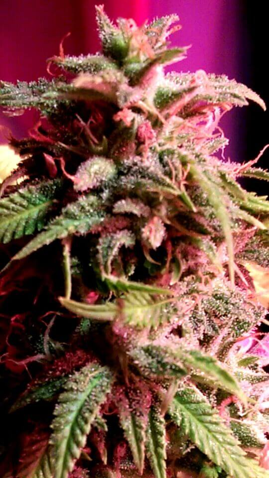 Holy Smoke Seeds Strawberry StarDawg feminizovaná semena