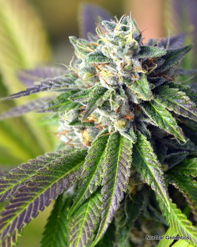 Norstar Genetics Midnight Fire regulérní semena