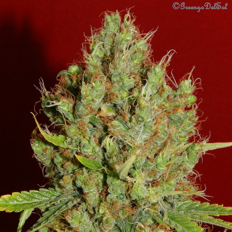 French Touch Seeds Renaissance CBD feminizovaná semena