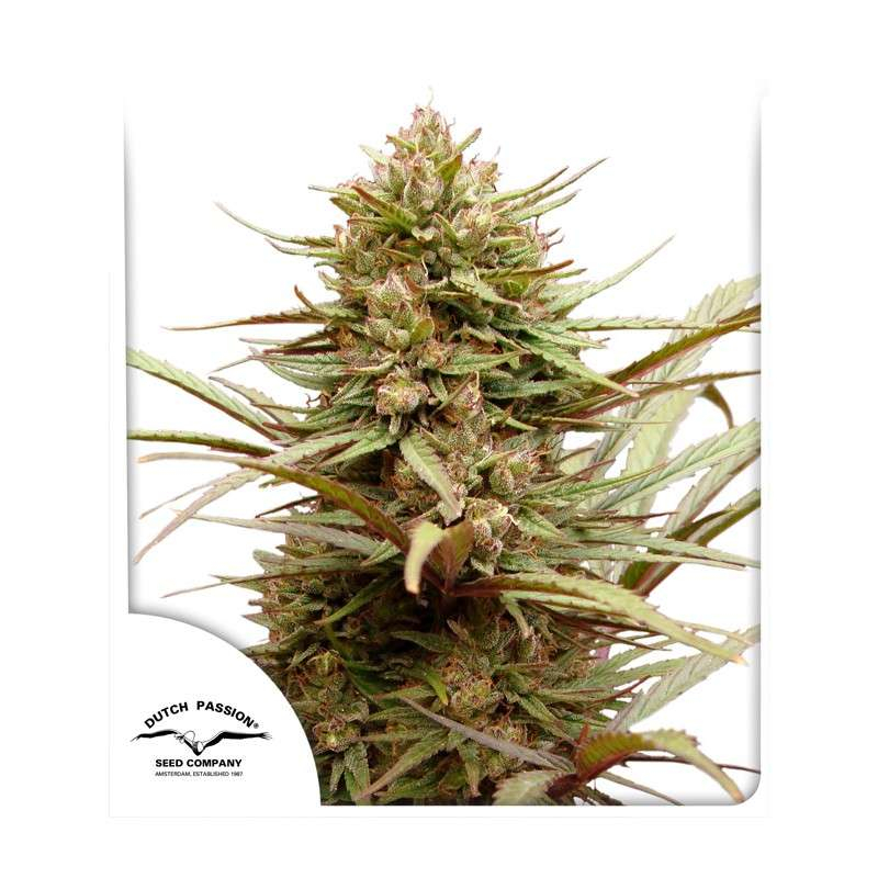 Dutch Passion ComPassion CBD feminizovaná semena