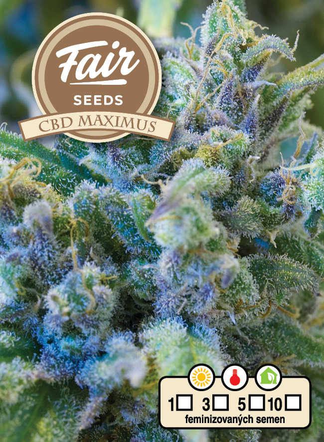 Fair Seeds CBD Maximus feminizovaná semena
