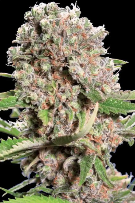 Paradise Seeds Chongs Choice Mendocino Skunk feminizovaná semena