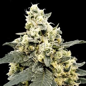 Paradise Seeds Lemonade Auto samonakvétací semena
