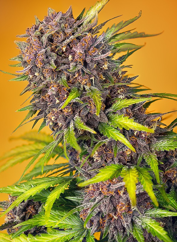 Sweet Seeds Diablo Rojo XL Auto samonakvétací semena