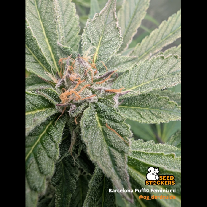 Seedstockers Barcelona Puff feminizovaná semena