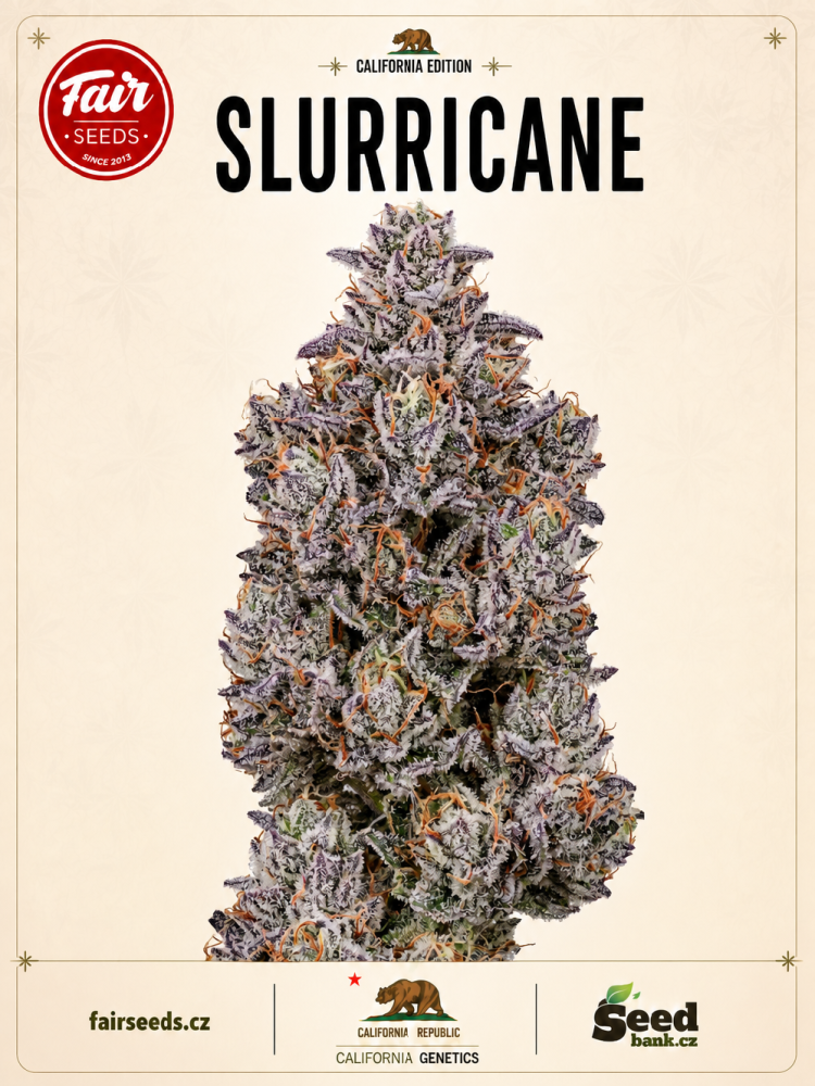 Fair Seeds Slurricane feminizovaná semena