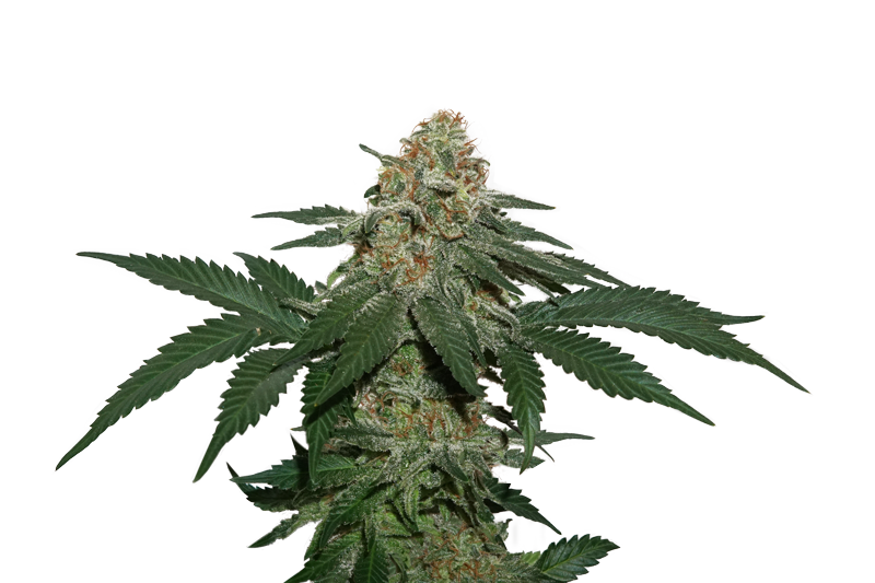 Seedstockers Granddaddy Confidential Kush feminizovaná semena