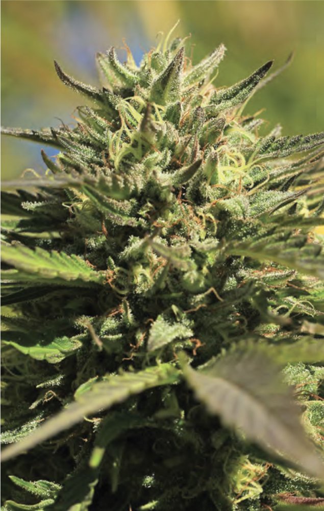 Humboldt Seed Company OG Kush feminizovaná semena
