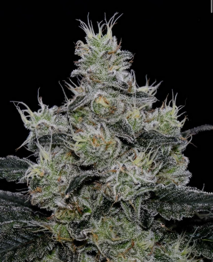 Symbiotic Genetics Grease Fire feminizovaná semena