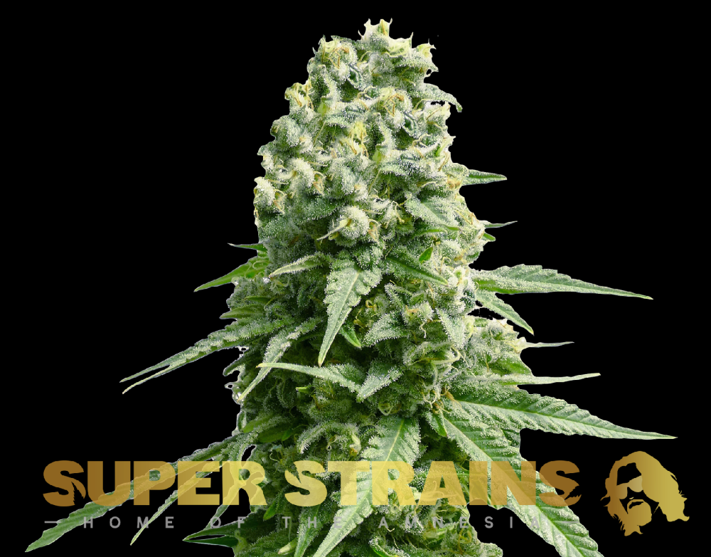 Super Strains Amnesia feminizovaná semena