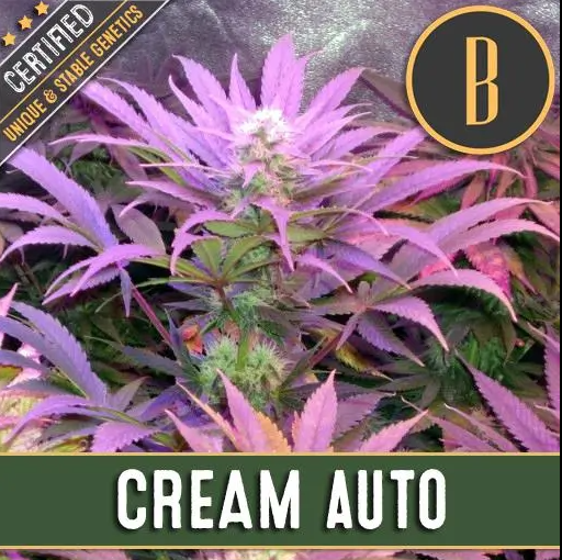 BlimBurn Seeds Cream Auto samonakvétací semena, 9 ks
